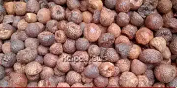 ಶಿವಮೊಗ್ಗ ಅಡಿಕೆ ಮಾರುಕಟ್ಟೆಯಲ್ಲಿ ದರ ಇಳಿಕೆ: ರಾಶಿ ಇಡಿ, ಗೊರಬಲು ಎಷ್ಟಿದೆ ಇಂದು?