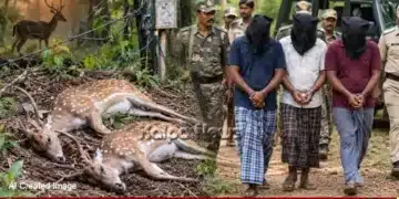 sagar-deer-hunting-electric-shock-2-spotted-deer-killed