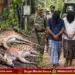 sagar-deer-hunting-electric-shock-2-spotted-deer-killed