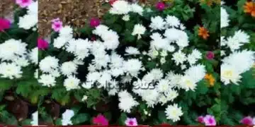mysuru dasara 2026 fruit flower show oct 11-21