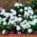 mysuru dasara 2026 fruit flower show oct 11-21