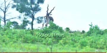 ranebennur-blackbuck-adventure-trekking-camp-2026