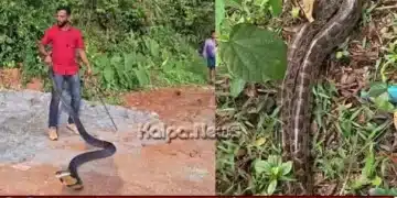 King Cobra 12 Feet Swallows Python In Belthangady
