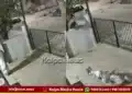 Koppal monkey attack 91 year old woman death
