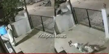 Koppal monkey attack 91 year old woman death