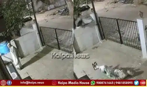 Koppal monkey attack 91 year old woman death