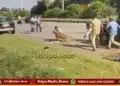 davangere-injured-leopard-attacks-forest-officer-rescue