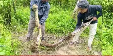 thirthahalli-14-5-feet-python-rescue-27-75-kg-kadidal