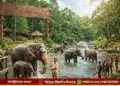 shivamogga sakrebail elephant camp reopens sept 26