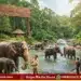 shivamogga sakrebail elephant camp reopens sept 26