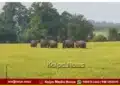 Anandapura wild elephant movement surrounding areas