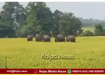 Anandapura wild elephant movement surrounding areas
