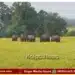 Anandapura wild elephant movement surrounding areas