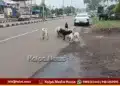 Chikkodi Stray Dog Menace Public Safety Concerns