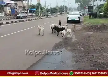 Chikkodi Stray Dog Menace Public Safety Concerns