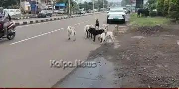 Chikkodi Stray Dog Menace Public Safety Concerns