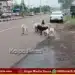Chikkodi Stray Dog Menace Public Safety Concerns