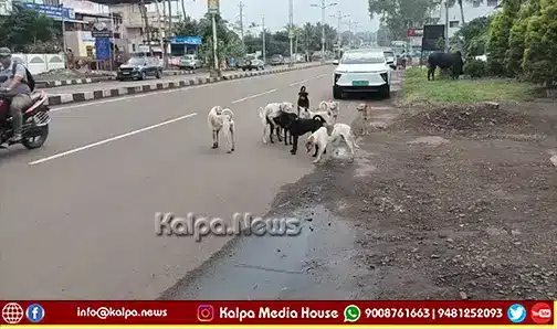 Chikkodi Stray Dog Menace Public Safety Concerns