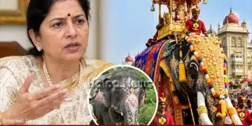 Mysore dasara jumbo savari elephant selection odeyar