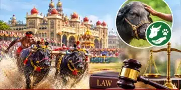 Mysuru Dasara Kambala Legal Issues Animal Welfare Rules