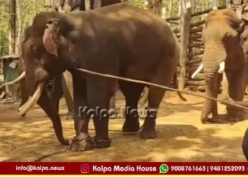Shivamogga Elephant Surya Dies In Sakrebail Camp