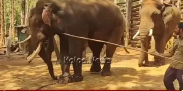 Shivamogga Elephant Surya Dies In Sakrebail Camp