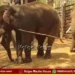 Shivamogga Elephant Surya Dies In Sakrebail Camp