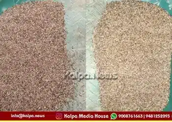 Shivamogga Hosanagara poor quality ragi distribution