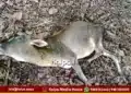 hosanagara hindlemaney leopard attack calf death