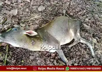 hosanagara hindlemaney leopard attack calf death