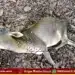 hosanagara hindlemaney leopard attack calf death