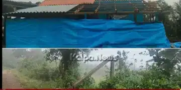 sorab storm rain heavy damage tree falls on power line